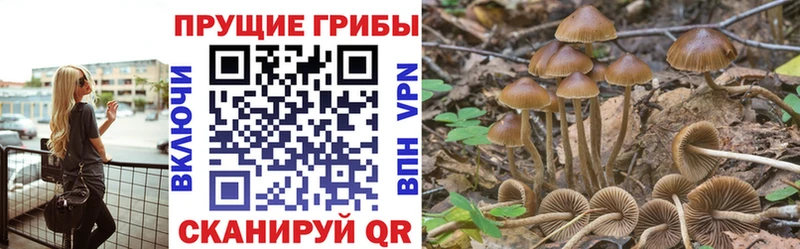 Псилоцибиновые грибы Psilocybe  наркота  Горячий Ключ 